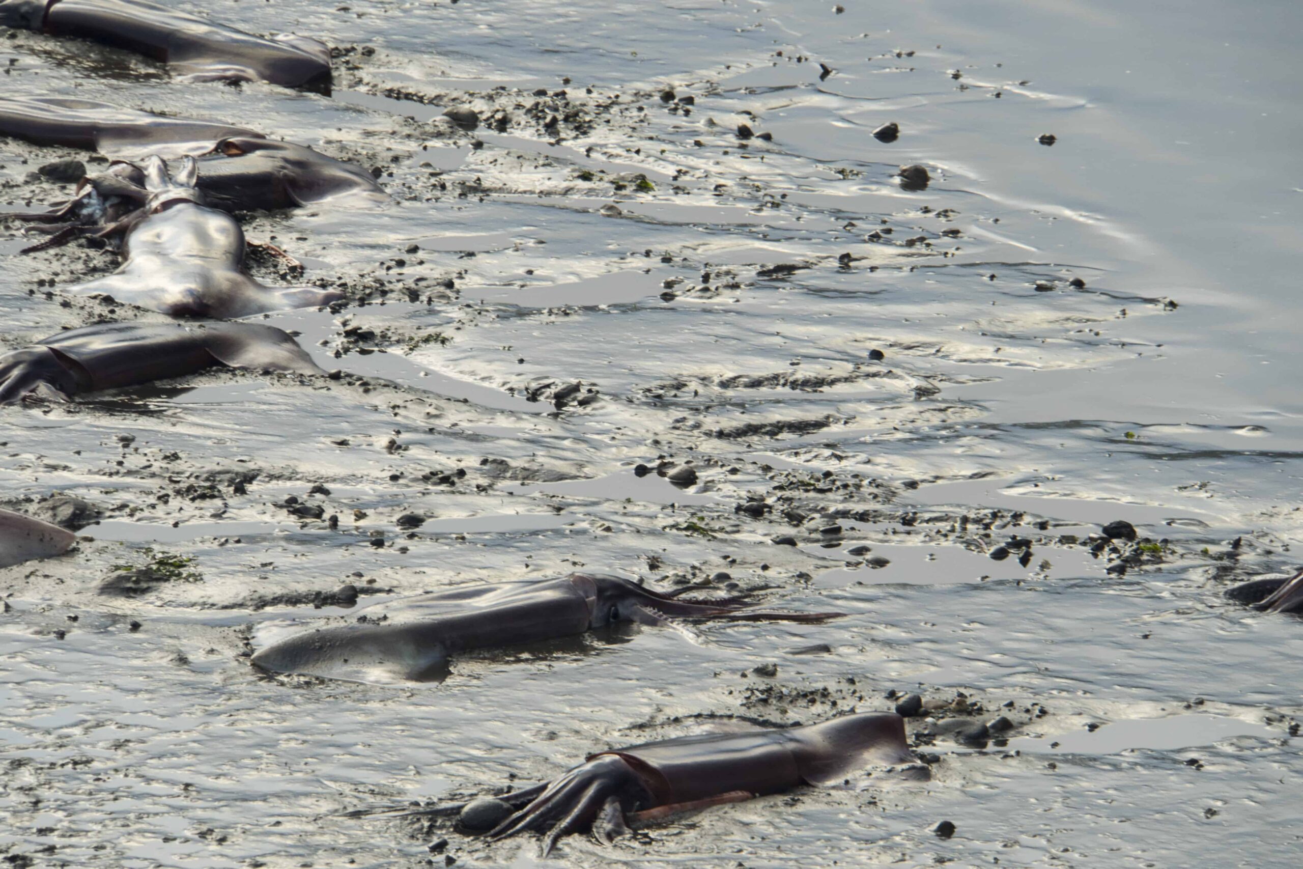 Impact of Global Warming on our Oceans and Aquatic animals, Effect of Global warming on our Oceans and Sea Mammals, Climate Change Impacts on the Ocean and Marine, Impact of global warming on aquatic animals, Effects of global warming on our oceans