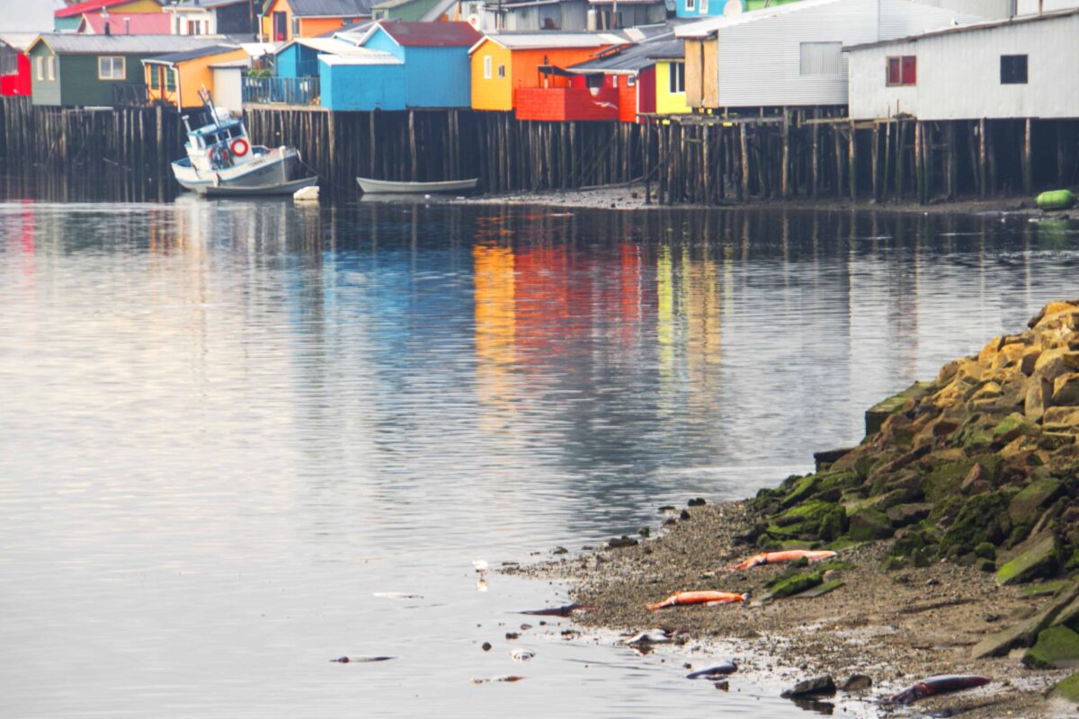 Impact of Global Warming, Impact of Global Warming on our Oceans and Aquatic animals, Effect of Global warming on our Oceans and Sea Mammals, Climate Change Impacts on the Ocean and Marine, Impact of global warming on aquatic animals, Effects of global warming on our oceans