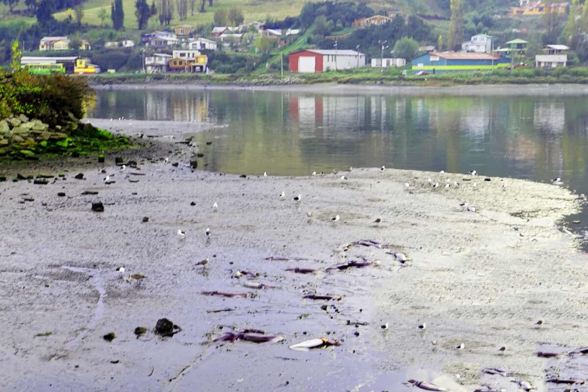 Impact of Global Warming, Impact of Global Warming on our Oceans and Aquatic animals, Effect of Global warming on our Oceans and Sea Mammals, Climate Change Impacts on the Ocean and Marine, Impact of global warming on aquatic animals, Effects of global warming on our oceans