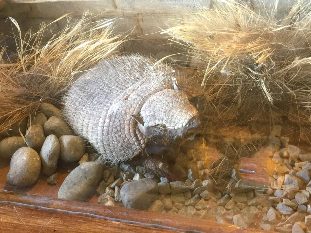 Explore the town or village of El Chaltén Argentina before trekking Mount Fitz Roy Mountain. Los Glaciares National Park in the Argentinean Patagonia. Street Photography in Town of El Chaltén Argentina South America, Travel Photography in El Chaltén Argentina South America blog by Dr Zenaidy Castro