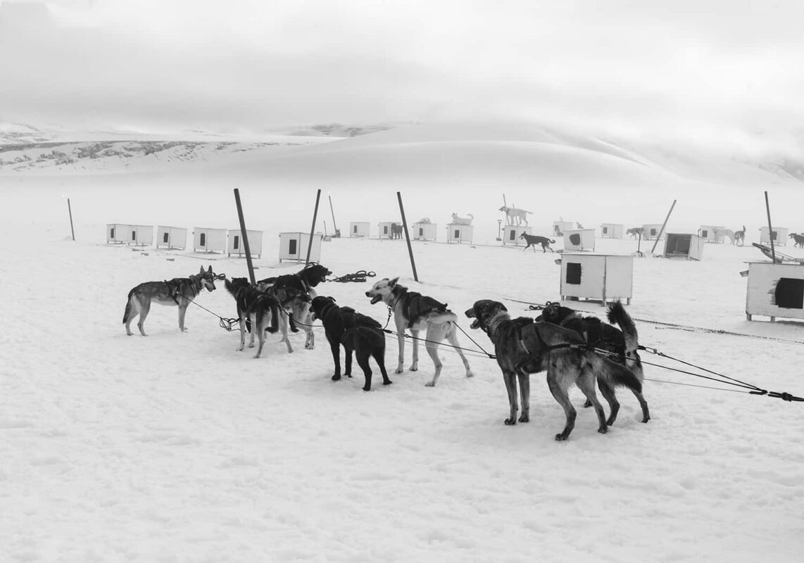 Glacier Landing with Dog Sledding adventure Alaska, Glacier Dog Sledding & Helicopter Tour, Glacier Dog Sled Adventure, Alaska Glacier Dogsledding plus Lower Glacier Landing