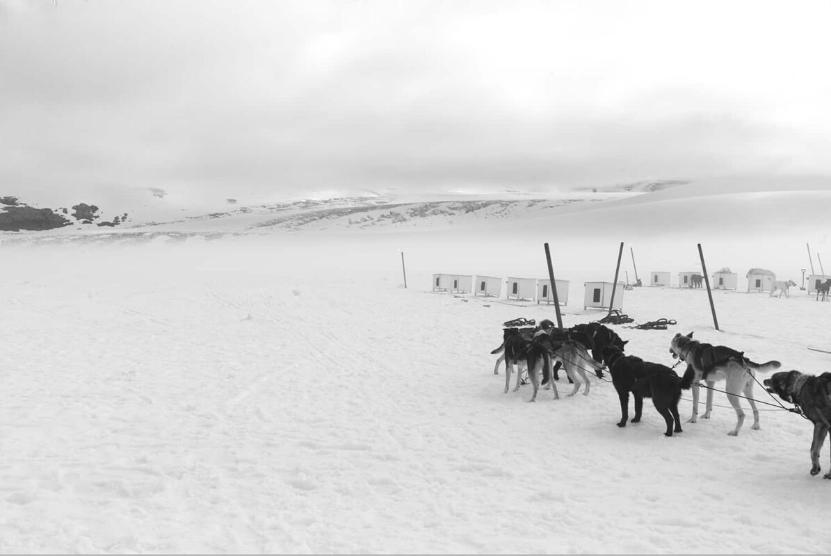 Glacier Landing with Dog Sledding adventure Alaska, Glacier Dog Sledding & Helicopter Tour, Glacier Dog Sled Adventure, Alaska Glacier Dogsledding plus Lower Glacier Landing