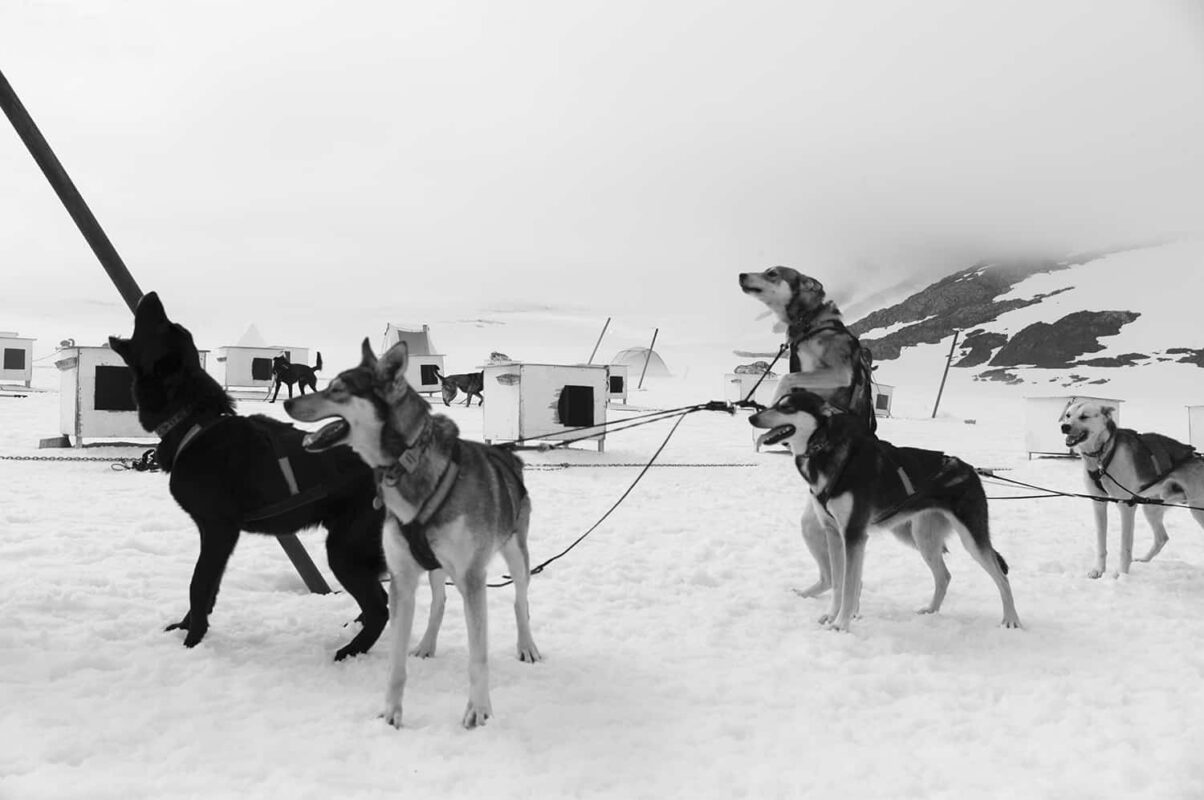 Glacier Landing with Dog Sledding adventure Alaska, Glacier Dog Sledding & Helicopter Tour, Glacier Dog Sled Adventure, Alaska Glacier Dogsledding plus Lower Glacier Landing