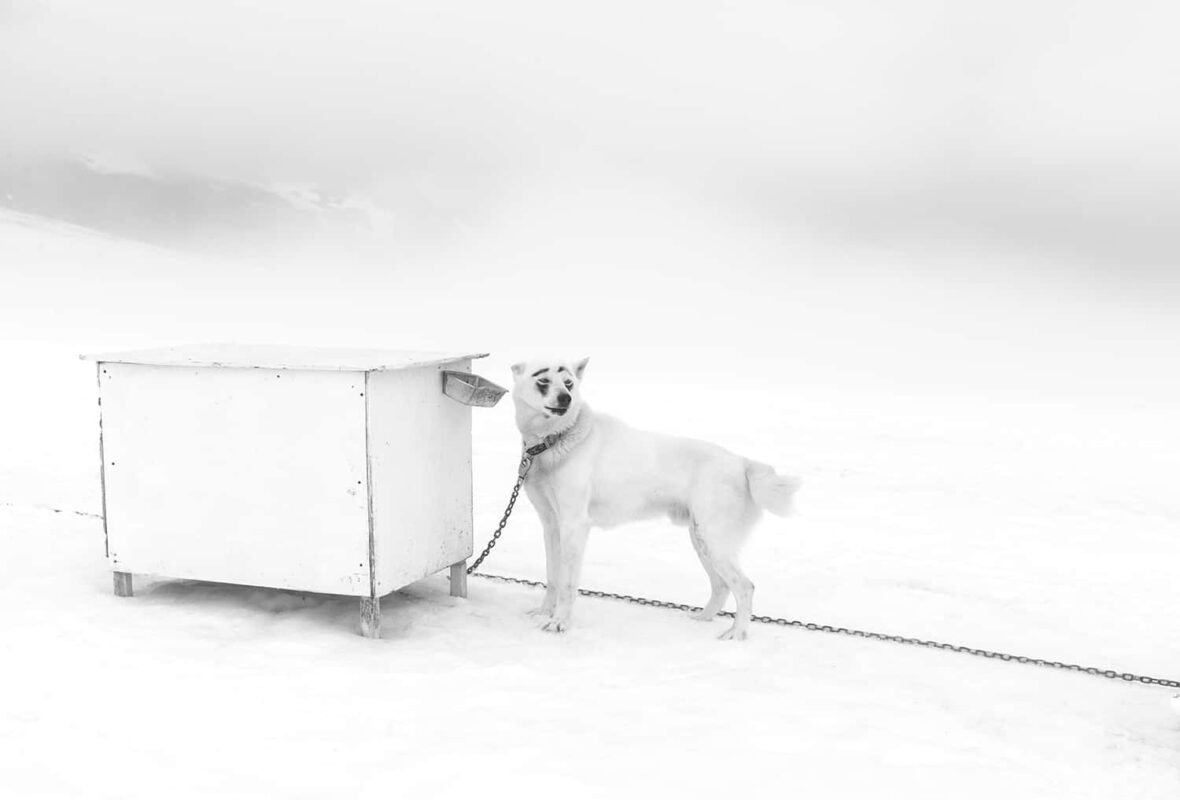 Glacier Landing with Dog Sledding adventure Alaska, Glacier Dog Sledding & Helicopter Tour, Glacier Dog Sled Adventure, Alaska Glacier Dogsledding plus Lower Glacier Landing