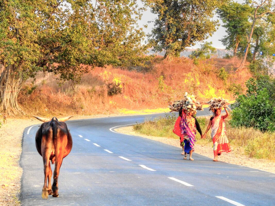Rural India and the Gond Tribe of Central India, Rural India, Travel Photography Gond tribe, Travel Blog by Dr Zenaidy Castro, travel blogger and wanderlust blogger life blog life travel blogging Gond Tribe of Central India