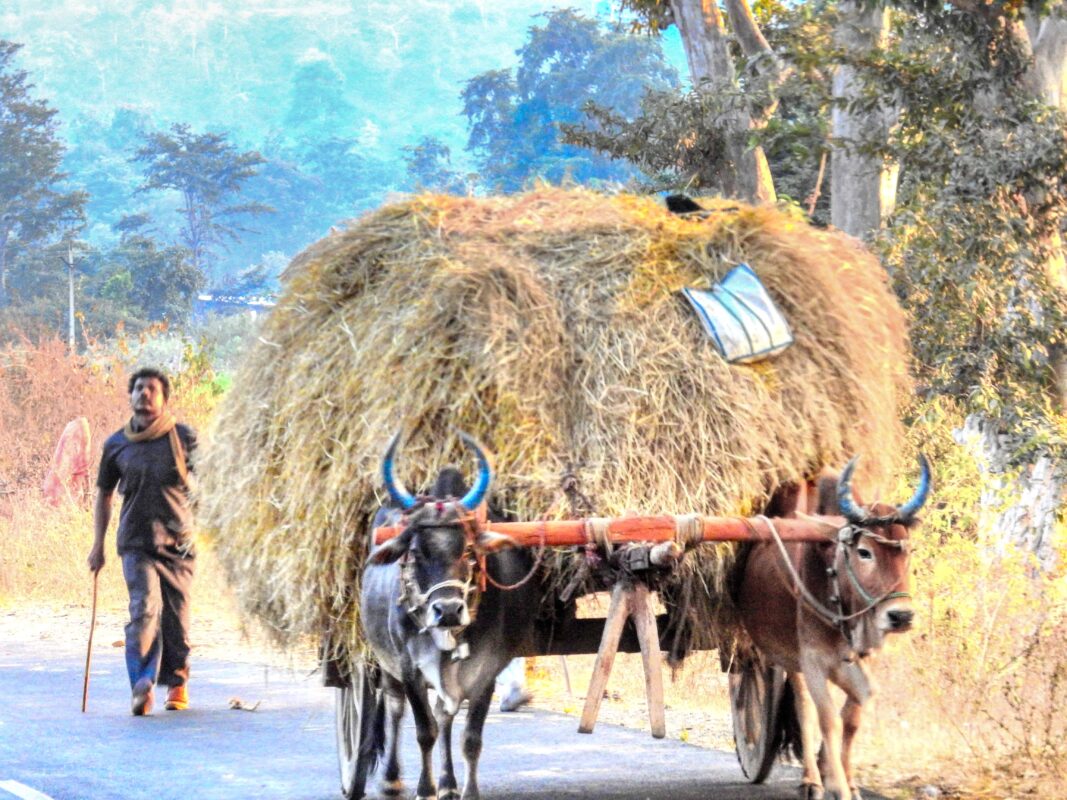 Rural India and the Gond Tribe of Central India, Rural India, Travel Photography Gond tribe, Travel Blog by Dr Zenaidy Castro, travel blogger and wanderlust blogger life blog life travel blogging Gond Tribe of Central India