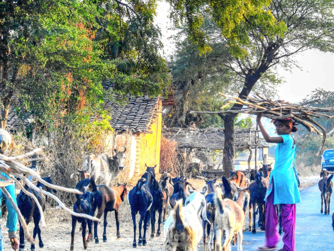 Rural India and the Gond Tribe of Central India, Rural India, Travel Photography Gond tribe, Travel Blog by Dr Zenaidy Castro, travel blogger and wanderlust blogger life blog life travel blogging Gond Tribe of Central India