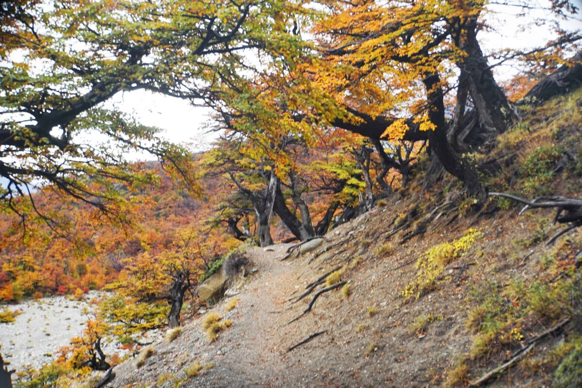 Hiking to Mount Fitz Roy and Hiking to Laguna de los Tres in El Chaltén, Sendero al Fitz Roy, Cerro Fitz Roy Patagonia, the trail to Mount Fitz Roy and Laguna de los Tres. Fitz Roy Trek as one of Patagonia's Best Hikes, Patagonia South America