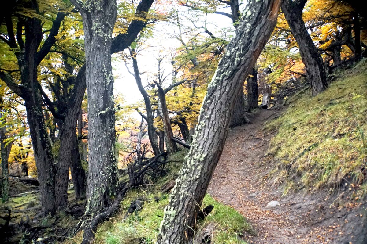 Hiking to Mount Fitz Roy and Hiking to Laguna de los Tres in El Chaltén, Sendero al Fitz Roy, Cerro Fitz Roy Patagonia, the trail to Mount Fitz Roy and Laguna de los Tres. Fitz Roy Trek as one of Patagonia's Best Hikes, Patagonia South America