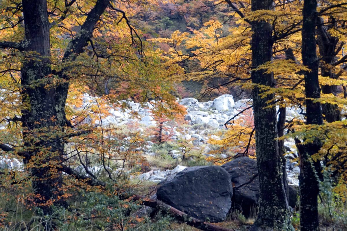 Hiking to Mount Fitz Roy and Hiking to Laguna de los Tres in El Chaltén, Sendero al Fitz Roy, Cerro Fitz Roy Patagonia, the trail to Mount Fitz Roy and Laguna de los Tres. Fitz Roy Trek as one of Patagonia's Best Hikes, Patagonia South America