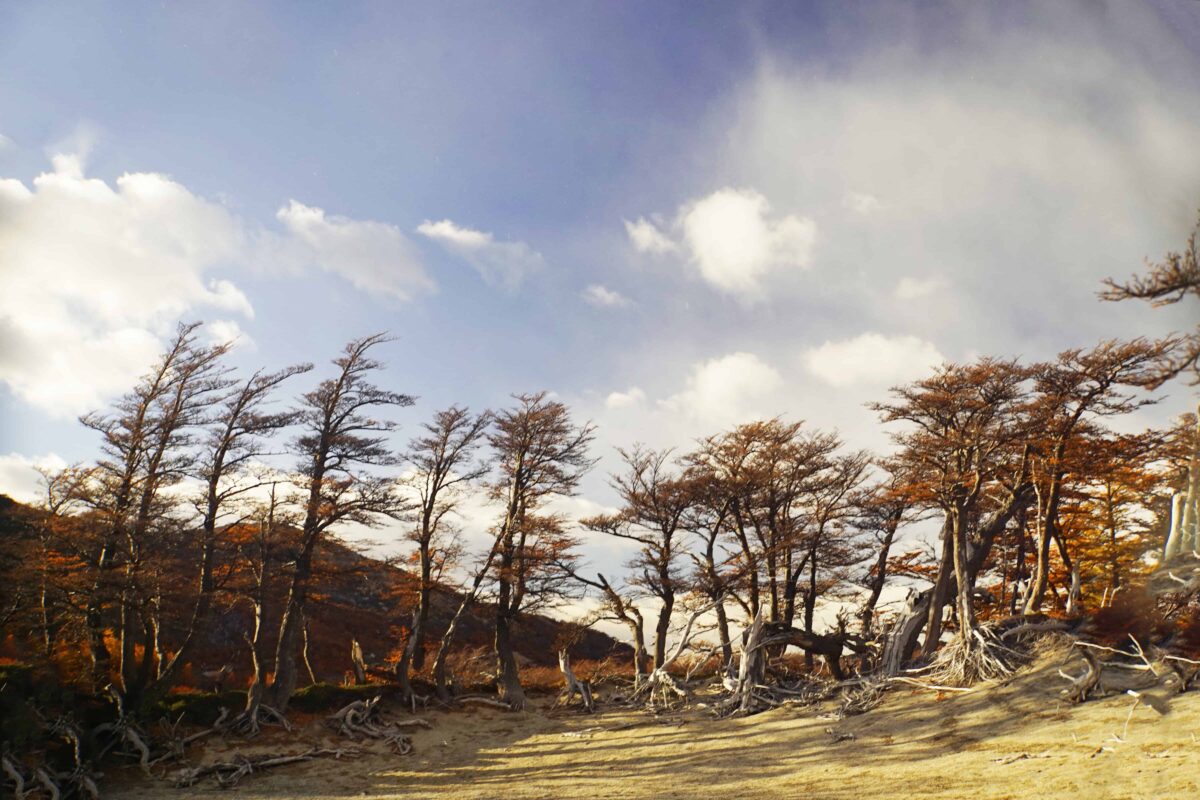 Hiking to Mount Fitz Roy and Hiking to Laguna de los Tres in El Chaltén, Sendero al Fitz Roy, Cerro Fitz Roy Patagonia, the trail to Mount Fitz Roy and Laguna de los Tres. Fitz Roy Trek as one of Patagonia's Best Hikes, Patagonia South America