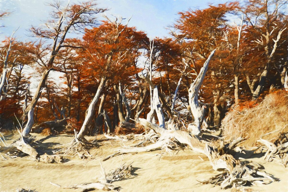 Hiking to Mount Fitz Roy and Hiking to Laguna de los Tres in El Chaltén, Sendero al Fitz Roy, Cerro Fitz Roy Patagonia, the trail to Mount Fitz Roy and Laguna de los Tres. Fitz Roy Trek as one of Patagonia's Best Hikes, Patagonia South America