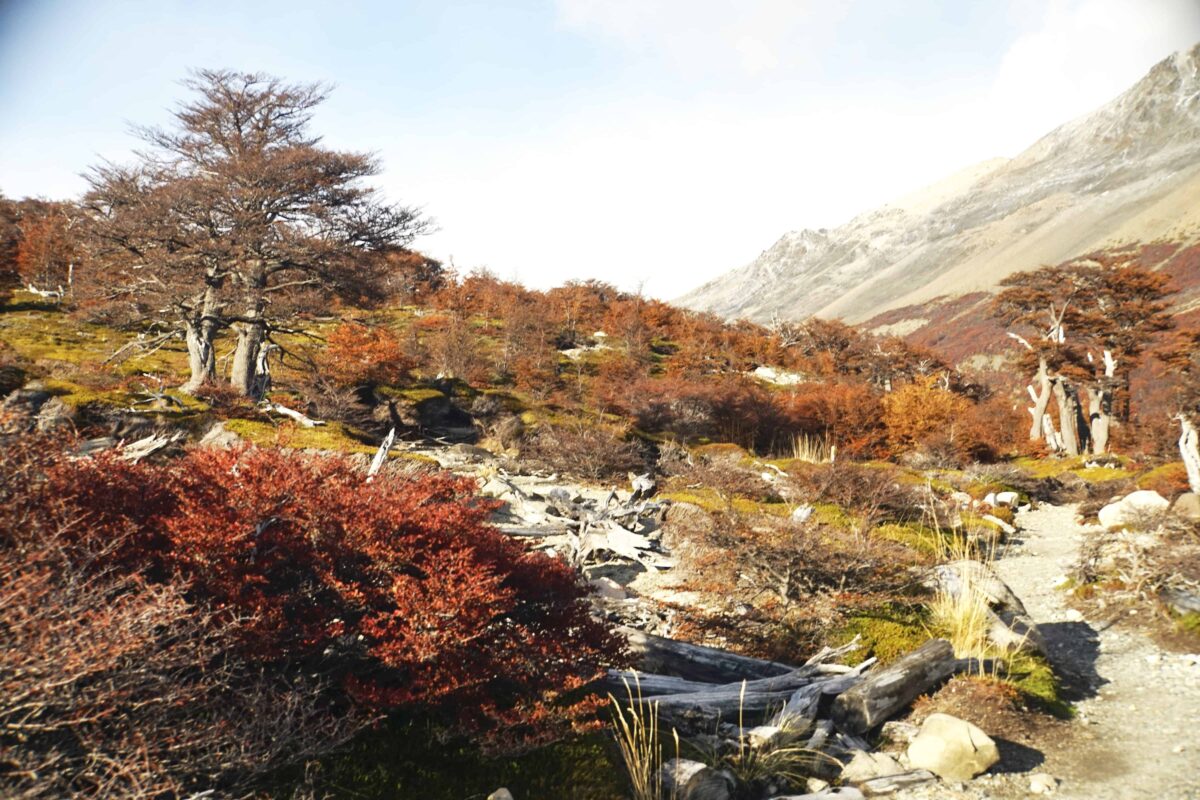 Hiking to Mount Fitz Roy and Hiking to Laguna de los Tres in El Chaltén, Sendero al Fitz Roy, Cerro Fitz Roy Patagonia, the trail to Mount Fitz Roy and Laguna de los Tres. Fitz Roy Trek as one of Patagonia's Best Hikes, Patagonia South America