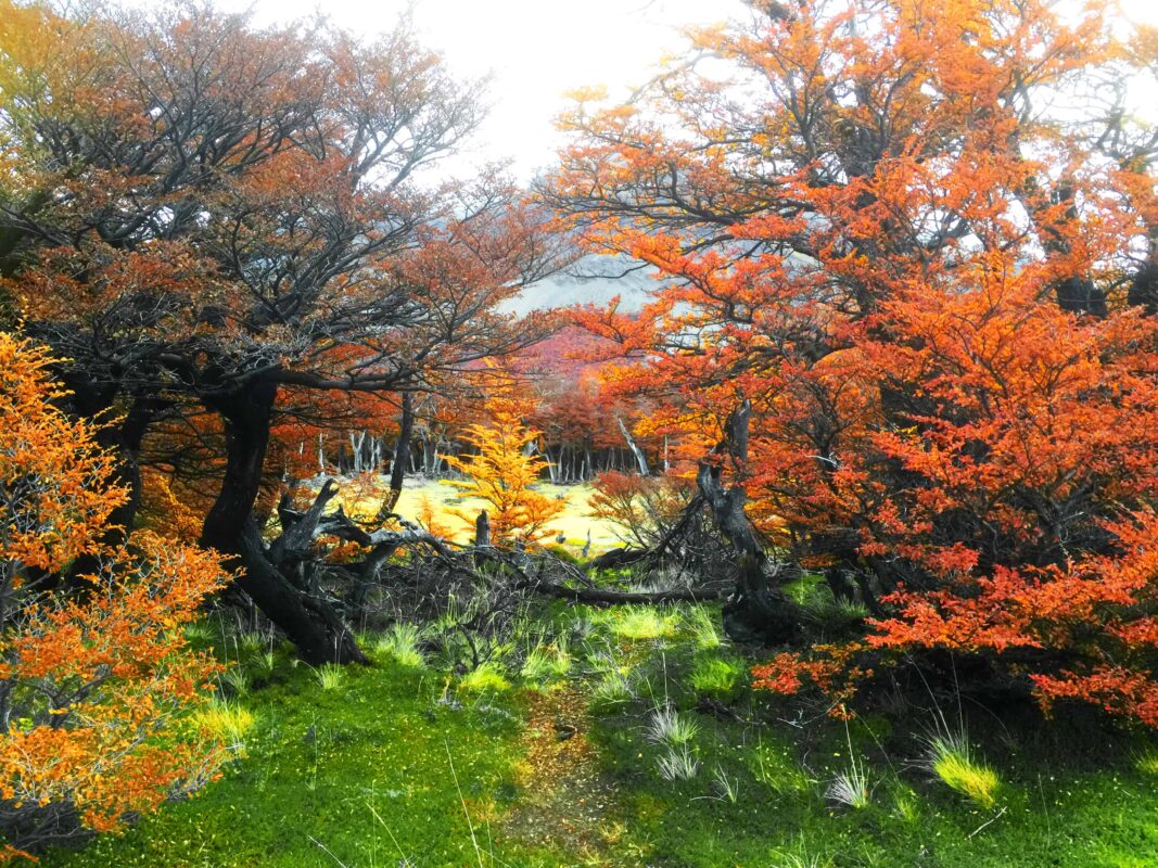 Hiking to Mount Fitz Roy and Hiking to Laguna de los Tres in El Chaltén, Sendero al Fitz Roy, Cerro Fitz Roy Patagonia, the trail to Mount Fitz Roy and Laguna de los Tres. Fitz Roy Trek as one of Patagonia's Best Hikes, Patagonia South America