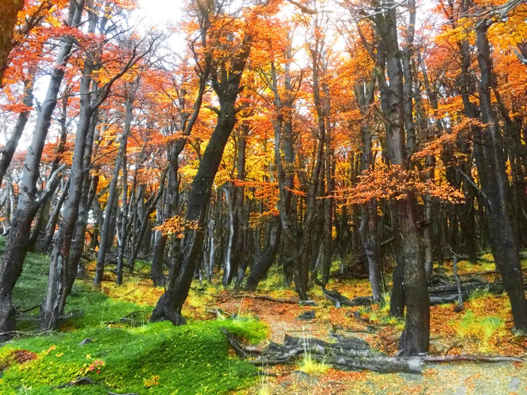 Hiking to Mount Fitz Roy and Hiking to Laguna de los Tres in El Chaltén, Sendero al Fitz Roy, Cerro Fitz Roy Patagonia, the trail to Mount Fitz Roy and Laguna de los Tres. Fitz Roy Trek as one of Patagonia's Best Hikes, Patagonia South America