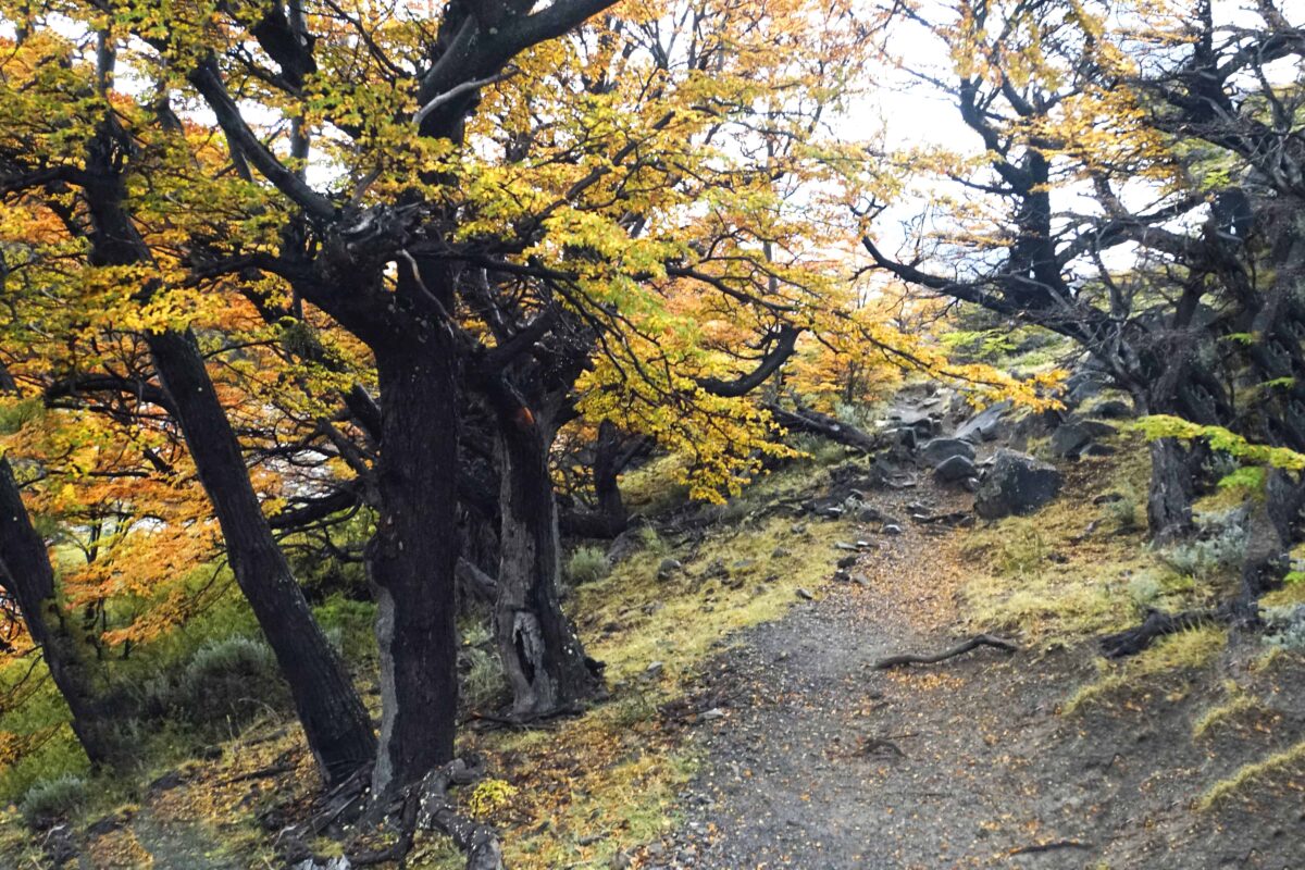 Hiking to Mount Fitz Roy and Hiking to Laguna de los Tres in El Chaltén, Sendero al Fitz Roy, Cerro Fitz Roy Patagonia, the trail to Mount Fitz Roy and Laguna de los Tres. Fitz Roy Trek as one of Patagonia's Best Hikes, Patagonia South America