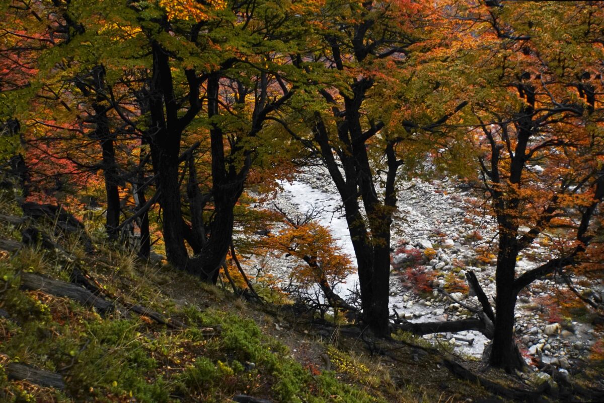 Hiking to Mount Fitz Roy and Hiking to Laguna de los Tres in El Chaltén, Sendero al Fitz Roy, Cerro Fitz Roy Patagonia, the trail to Mount Fitz Roy and Laguna de los Tres. Fitz Roy Trek as one of Patagonia's Best Hikes, Patagonia South America