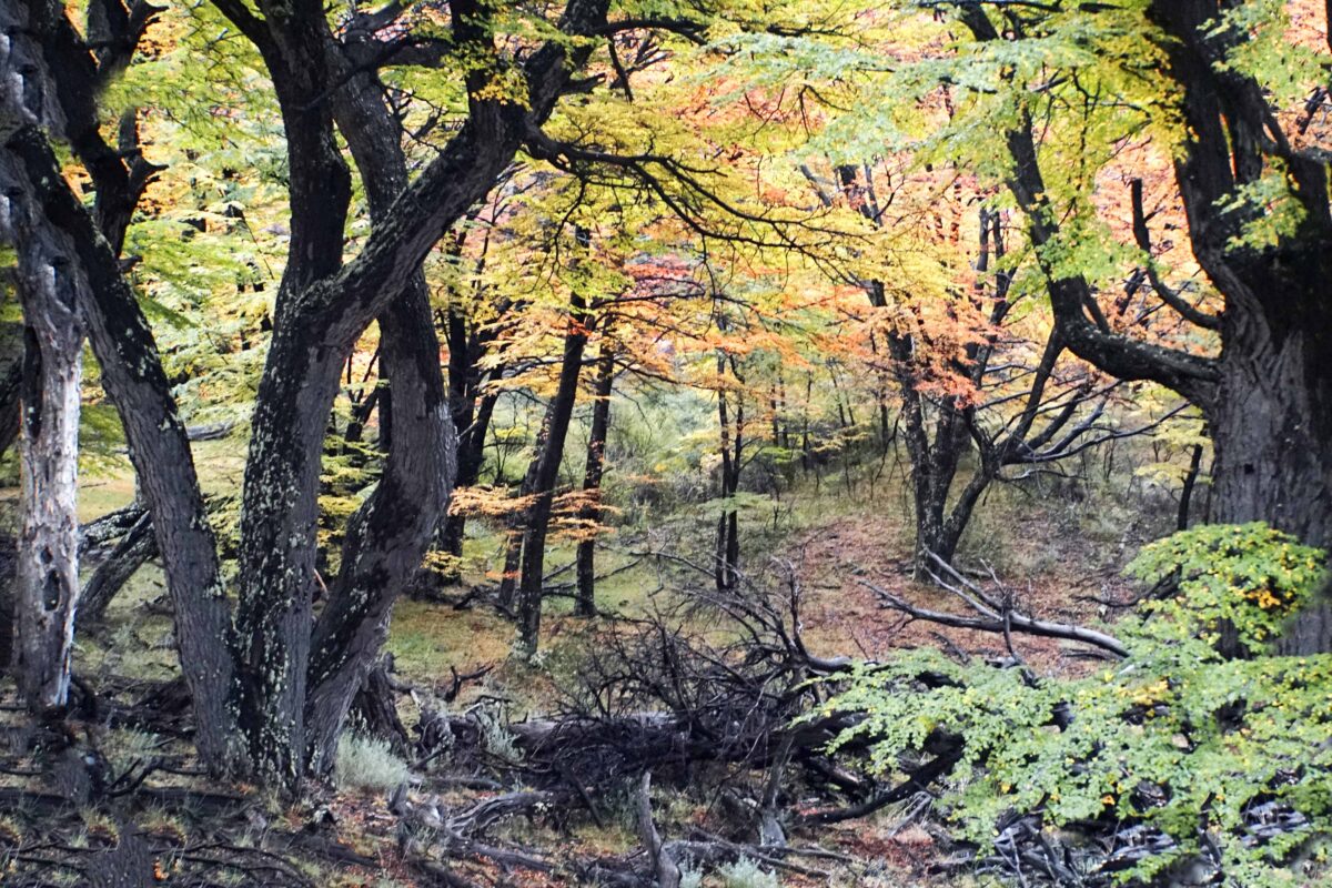 Hiking to Mount Fitz Roy and Hiking to Laguna de los Tres in El Chaltén, Sendero al Fitz Roy, Cerro Fitz Roy Patagonia, the trail to Mount Fitz Roy and Laguna de los Tres. Fitz Roy Trek as one of Patagonia's Best Hikes, Patagonia South America