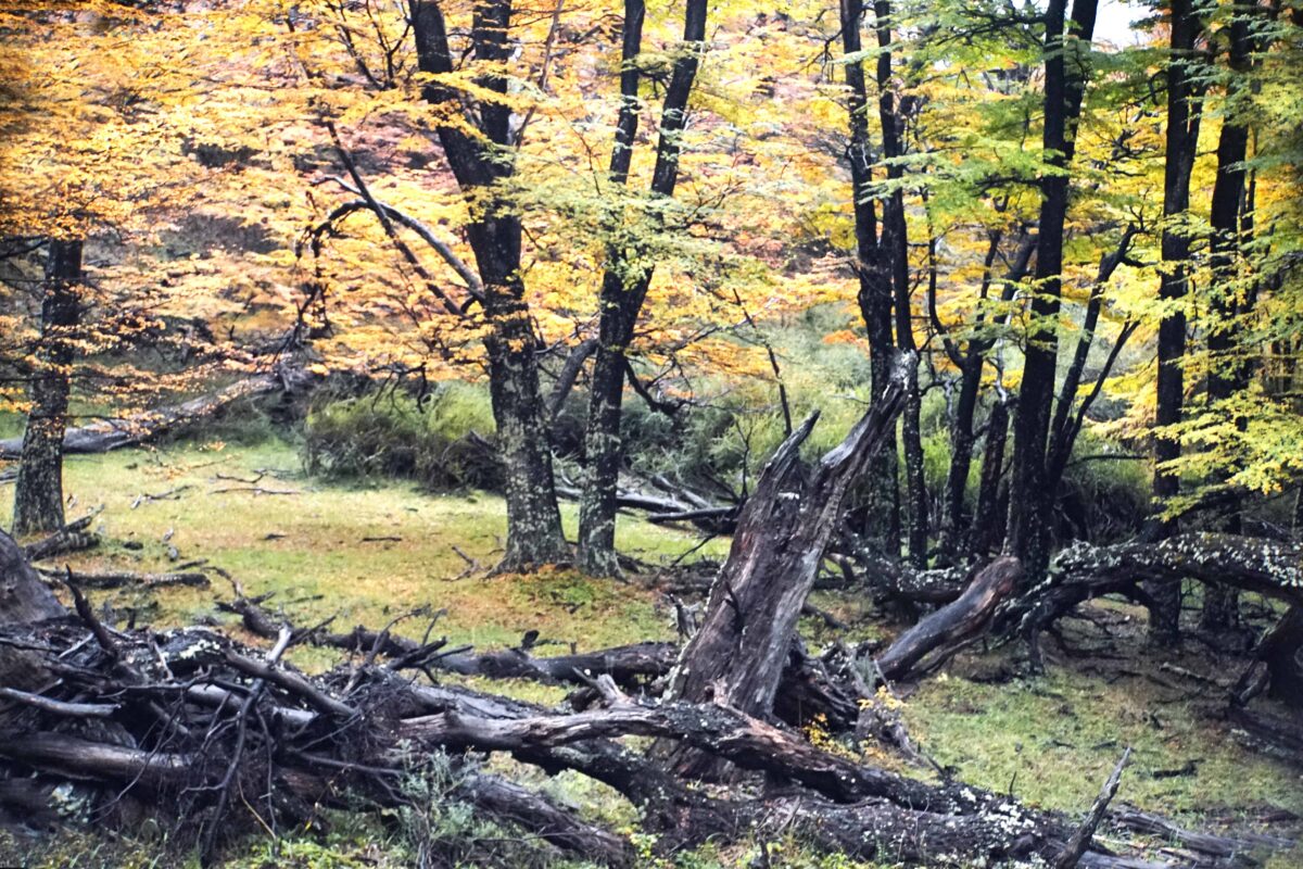 Hiking to Mount Fitz Roy and Hiking to Laguna de los Tres in El Chaltén, Sendero al Fitz Roy, Cerro Fitz Roy Patagonia, the trail to Mount Fitz Roy and Laguna de los Tres. Fitz Roy Trek as one of Patagonia's Best Hikes, Patagonia South America