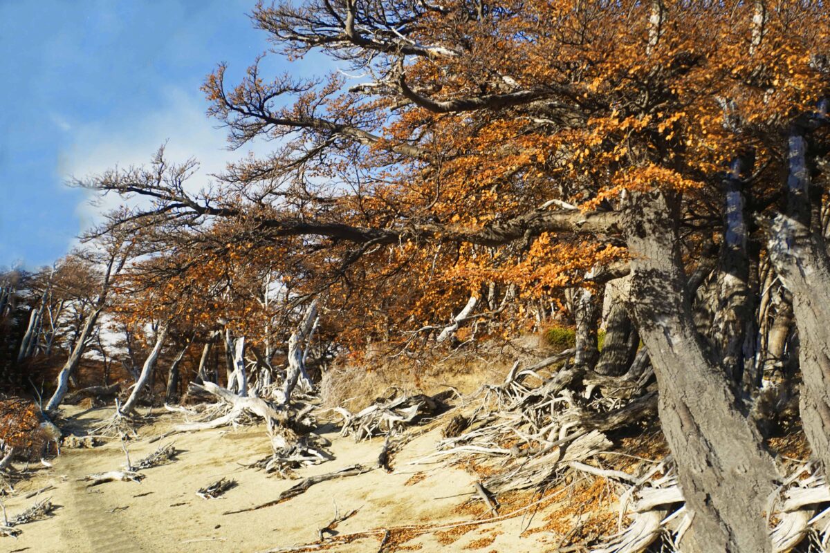Hiking to Mount Fitz Roy and Hiking to Laguna de los Tres in El Chaltén, Sendero al Fitz Roy, Cerro Fitz Roy Patagonia, the trail to Mount Fitz Roy and Laguna de los Tres. Fitz Roy Trek as one of Patagonia's Best Hikes, Patagonia South America