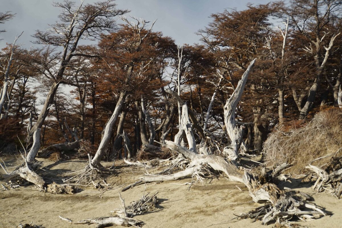 Hiking to Mount Fitz Roy and Hiking to Laguna de los Tres in El Chaltén, Sendero al Fitz Roy, Cerro Fitz Roy Patagonia, the trail to Mount Fitz Roy and Laguna de los Tres. Fitz Roy Trek as one of Patagonia's Best Hikes, Patagonia South America