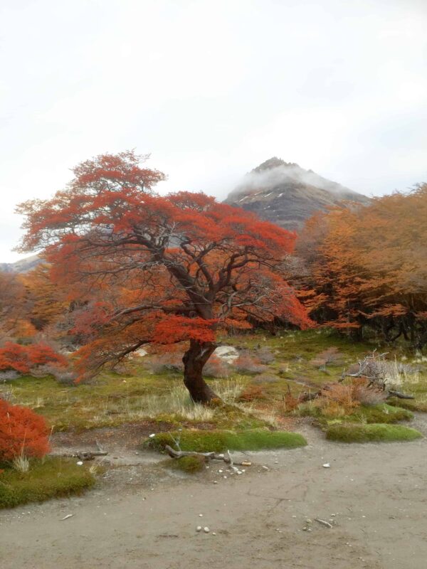 Hiking to Mount Fitz Roy and Hiking to Laguna de los Tres in El Chaltén, Sendero al Fitz Roy, Cerro Fitz Roy Patagonia, the trail to Mount Fitz Roy and Laguna de los Tres. Fitz Roy Trek as one of Patagonia's Best Hikes, Patagonia South America