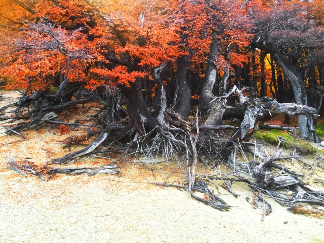 Hiking to Mount Fitz Roy and Hiking to Laguna de los Tres in El Chaltén, Sendero al Fitz Roy, Cerro Fitz Roy Patagonia, the trail to Mount Fitz Roy and Laguna de los Tres. Fitz Roy Trek as one of Patagonia's Best Hikes, Patagonia South America