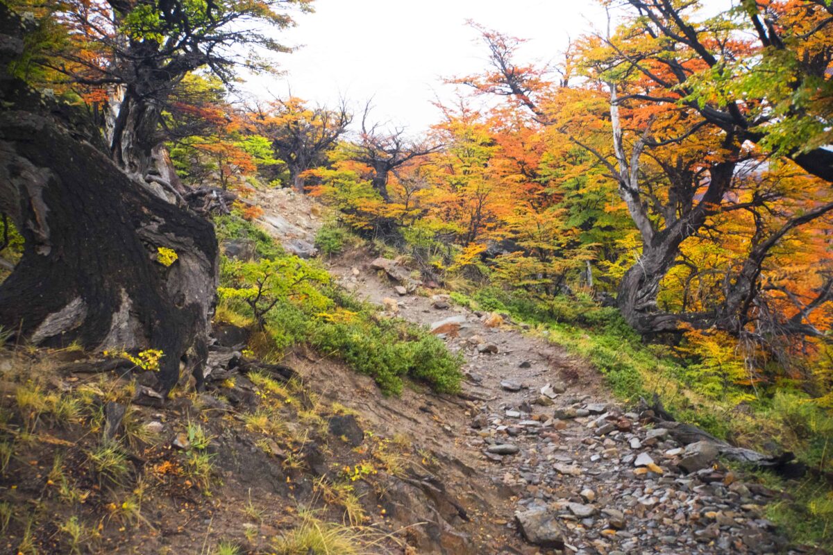 Hiking to Mount Fitz Roy and Hiking to Laguna de los Tres in El Chaltén, Sendero al Fitz Roy, Cerro Fitz Roy Patagonia, the trail to Mount Fitz Roy and Laguna de los Tres. Fitz Roy Trek as one of Patagonia's Best Hikes, Patagonia South America