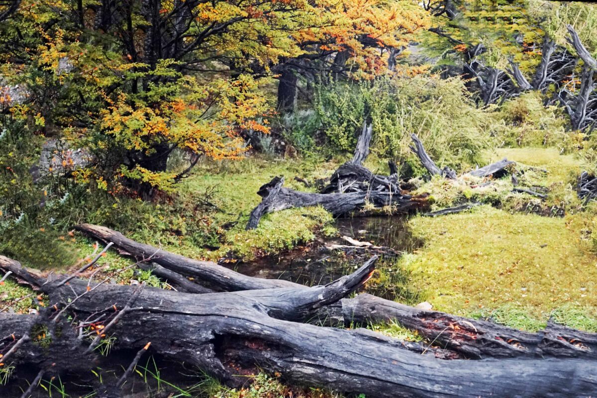 Hiking to Mount Fitz Roy and Hiking to Laguna de los Tres in El Chaltén, Sendero al Fitz Roy, Cerro Fitz Roy Patagonia, the trail to Mount Fitz Roy and Laguna de los Tres. Fitz Roy Trek as one of Patagonia's Best Hikes, Patagonia South America