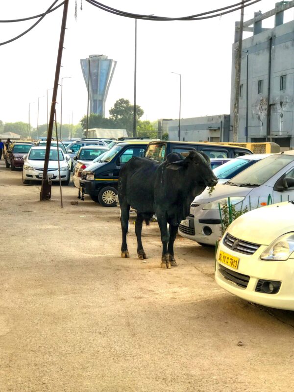 Street Photography in India, Street Photos in Rural India, Travel Photography blog by Dr Zenaidy Castro, travel blogger and wanderlust blogger life blog life travel blogging India