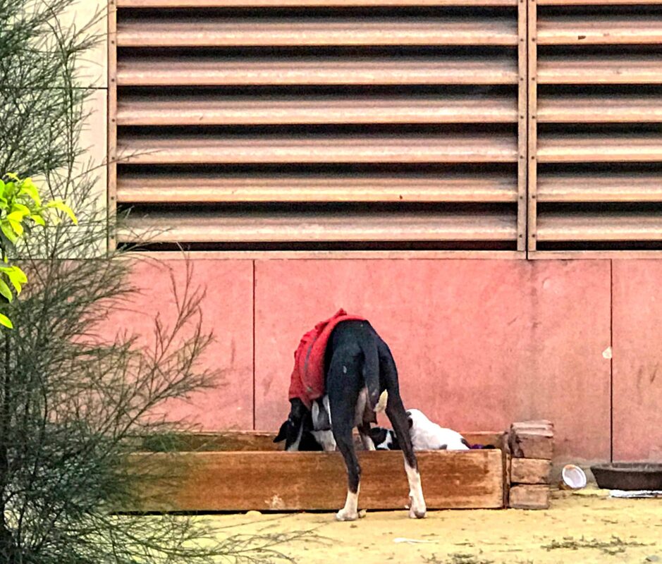 Street Photography in India, Street Photos in Rural India, Travel Photography blog by Dr Zenaidy Castro, travel blogger and wanderlust blogger life blog life travel blogging India