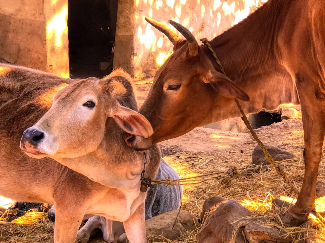 Street Photography in India, Street Photos in Rural India, Travel Photography blog by Dr Zenaidy Castro, travel blogger and wanderlust blogger life blog life travel blogging India