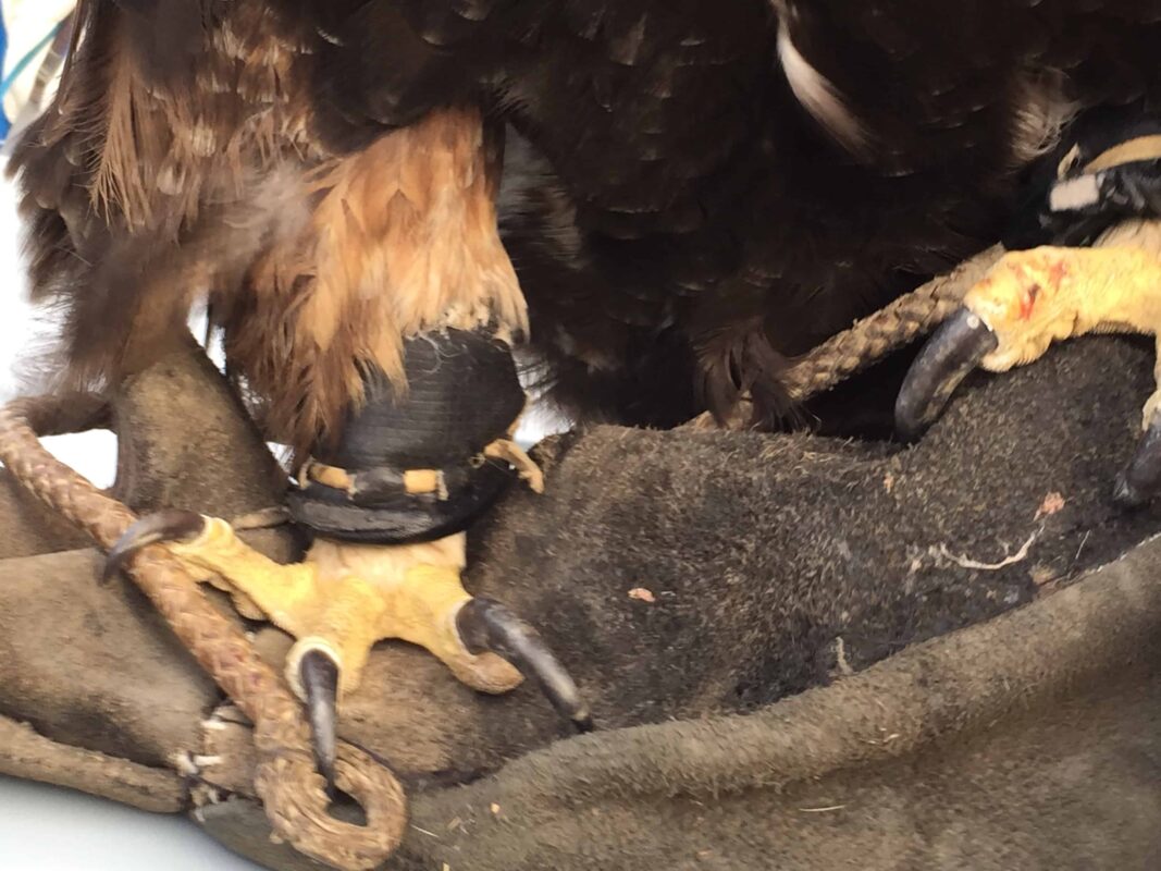 Mongolian Naadam Festival and The Eagle Hunters, Mongolian Golden Eagle Festival and Eagle Hunters, Mongolian Kazakh Golden Eagle Hunters, Nadaam and Eagle Festivals Mongolia, Golden Eagle Festival - Nomadic Journeys