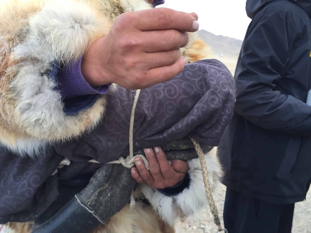 Mongolian Naadam Festival and The Eagle Hunters, Mongolian Golden Eagle Festival and Eagle Hunters, Mongolian Kazakh Golden Eagle Hunters, Nadaam and Eagle Festivals Mongolia, Golden Eagle Festival - Nomadic Journeys