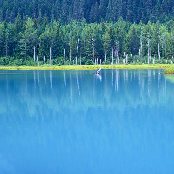 Life Reflected in Water, Reflection of Life in Water, Reflection of Life in Water, Discover Wonder through Water