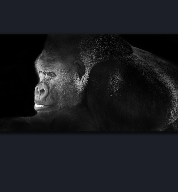 Dr Zenaidy Castro, General and Cosmetic Dentist in Melbourne Australia, Black and White Photographer. Abstract Artist, Australian woman Photographer, Art and Dentistry, Photography and Design, Creative Professionals, Painter-Photographers, Inspiring story of Female Entrepreneurs, 