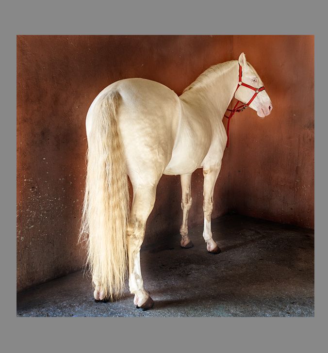 Horse photographs CF001297