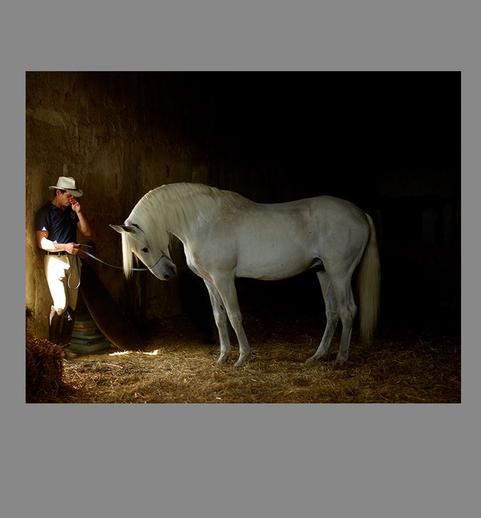 Horse photographs CF009698