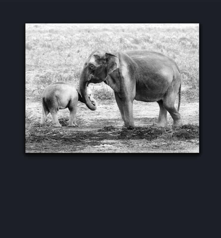 Dr Zenaidy Castro, General and Cosmetic Dentist in Melbourne Australia, Black and White Photographer. Abstract Artist, Australian woman Photographer, Art and Dentistry, Photography and Design, Creative Professionals, Painter-Photographers, Inspiring story of Female Entrepreneurs, 