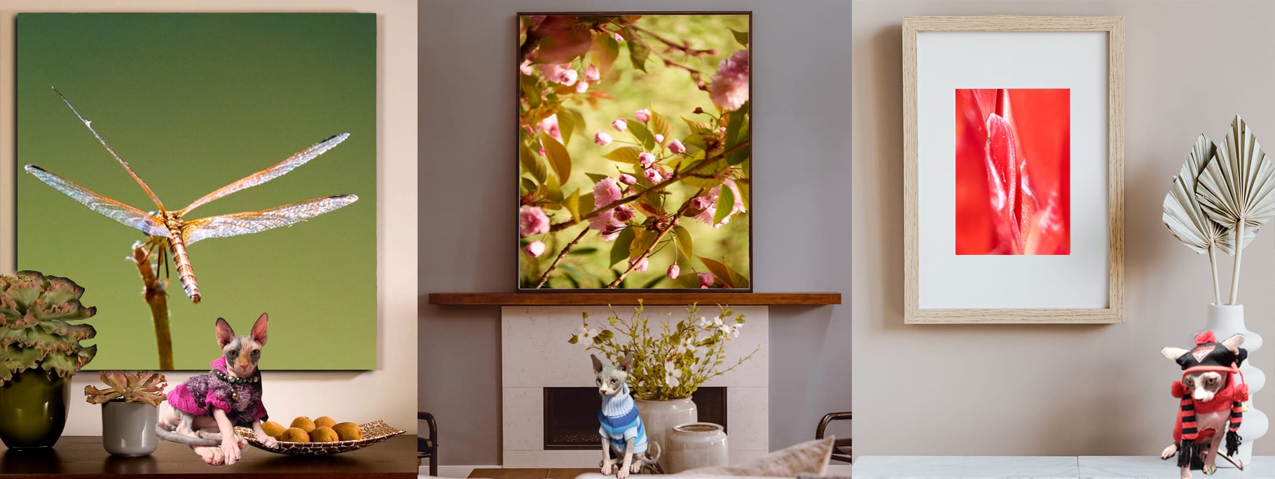 Curated Colour Photography by Dr Zenaidy Castro, General and Cosmetic dentist of Vogue Smiles Melbourne Australia.