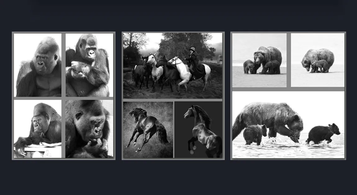Premium Black and White Fine Art Animal Photography For Sale by Cosmetic Dentist in Melbourne Dr Zenaidy Castro