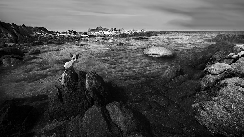 Exotic Cat Breed in Art - Sphynx Cats in Art - Exotic Sphynx Cats Photos for sale