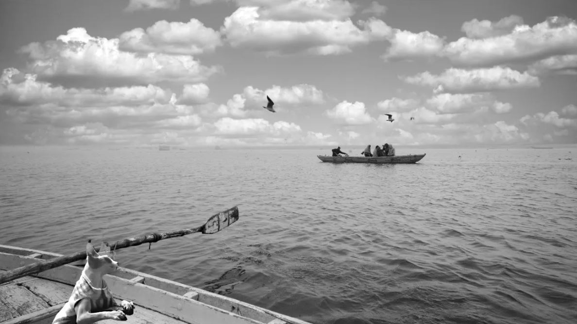 Exotic Cat Breed in Art - Sphynx Cats in Art - Exotic Sphynx Cats Photos for sale