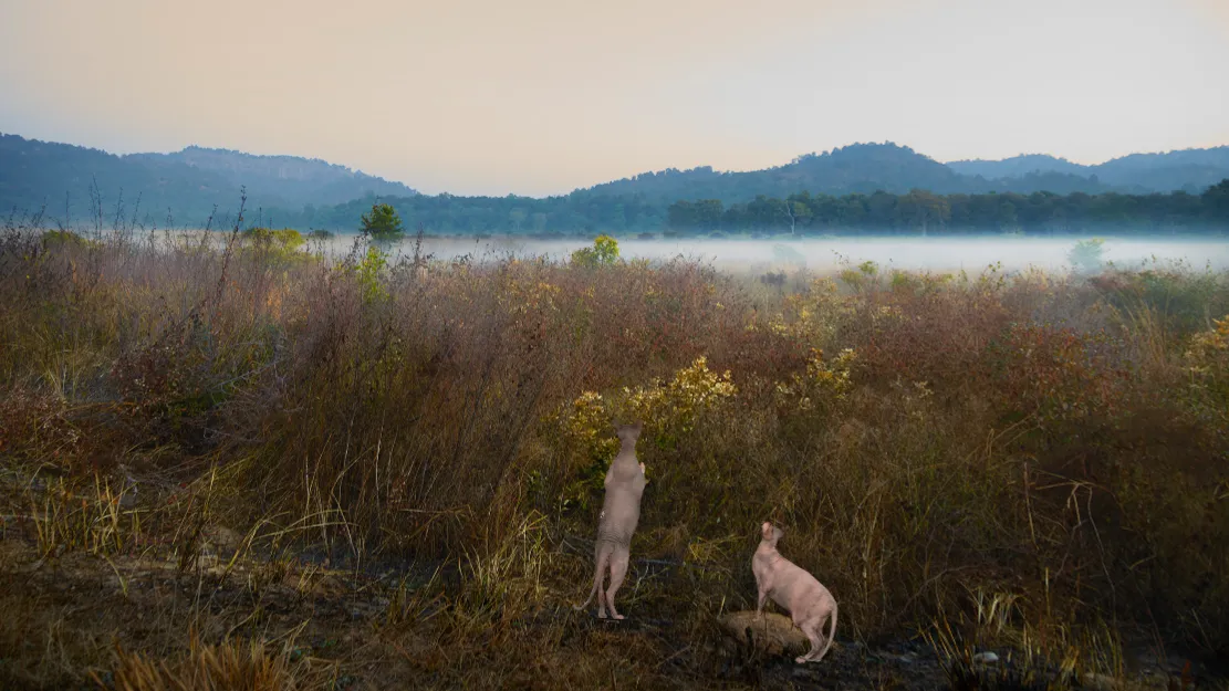 Sphynx Cats in Art Photos for Sale, Sphynx Cats Photos for Sale, Hairless and Bald sphynx cats photos for sale, Cats in Art, Cat photos for sale