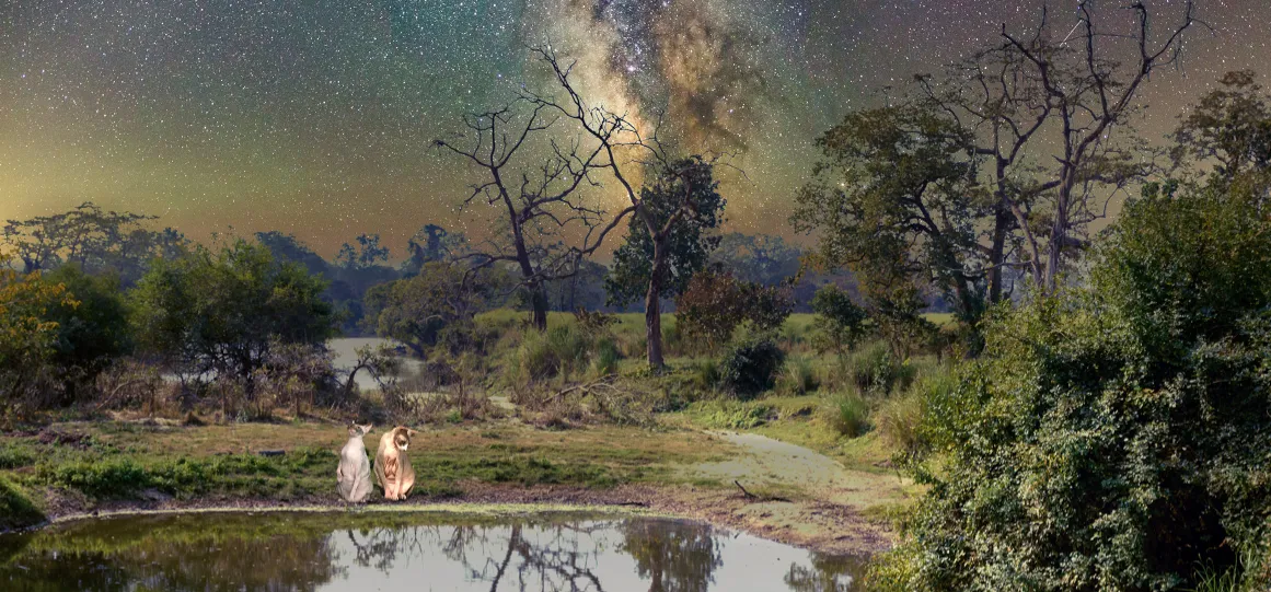 Sphynx Cats in Art Photos for Sale, Sphynx Cats Photos for Sale, Hairless and Bald sphynx cats photos for sale, Cats in Art, Cat photos for sale