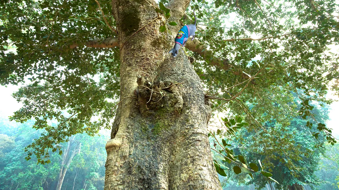 Sphynx Cats in Art Photos for Sale, Sphynx Cats Photos for Sale, Hairless and Bald sphynx cats photos for sale, Cats in Art, Cat photos for sale