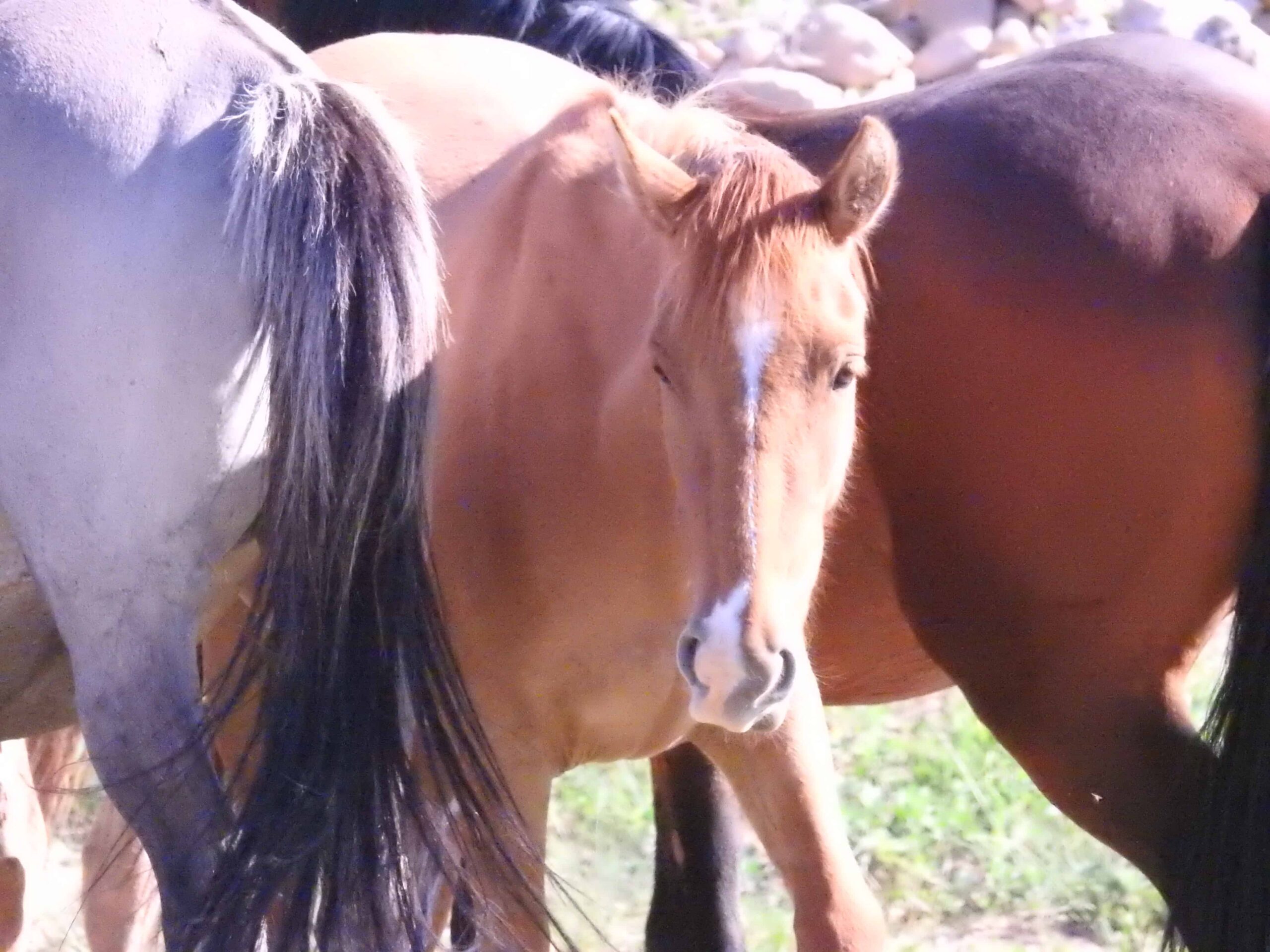Pryor Mountain – Wild Mustang Center 11 scaled
