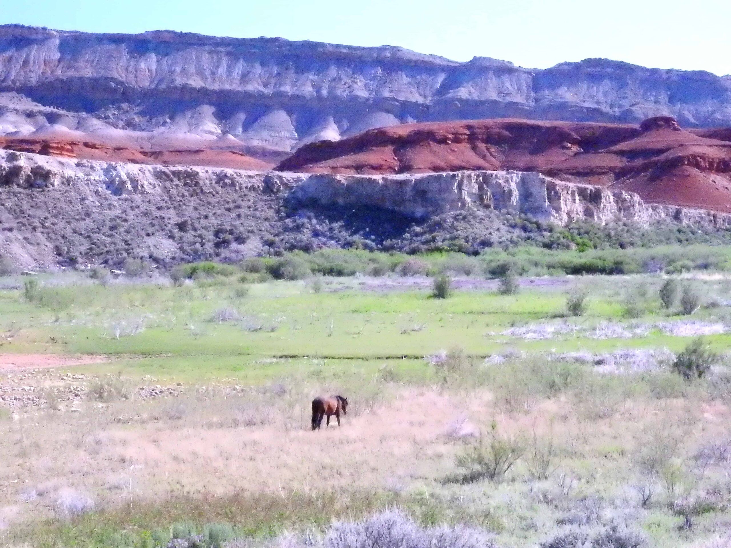  Pryor Mountain Wild Horses– Wild Mustang Center