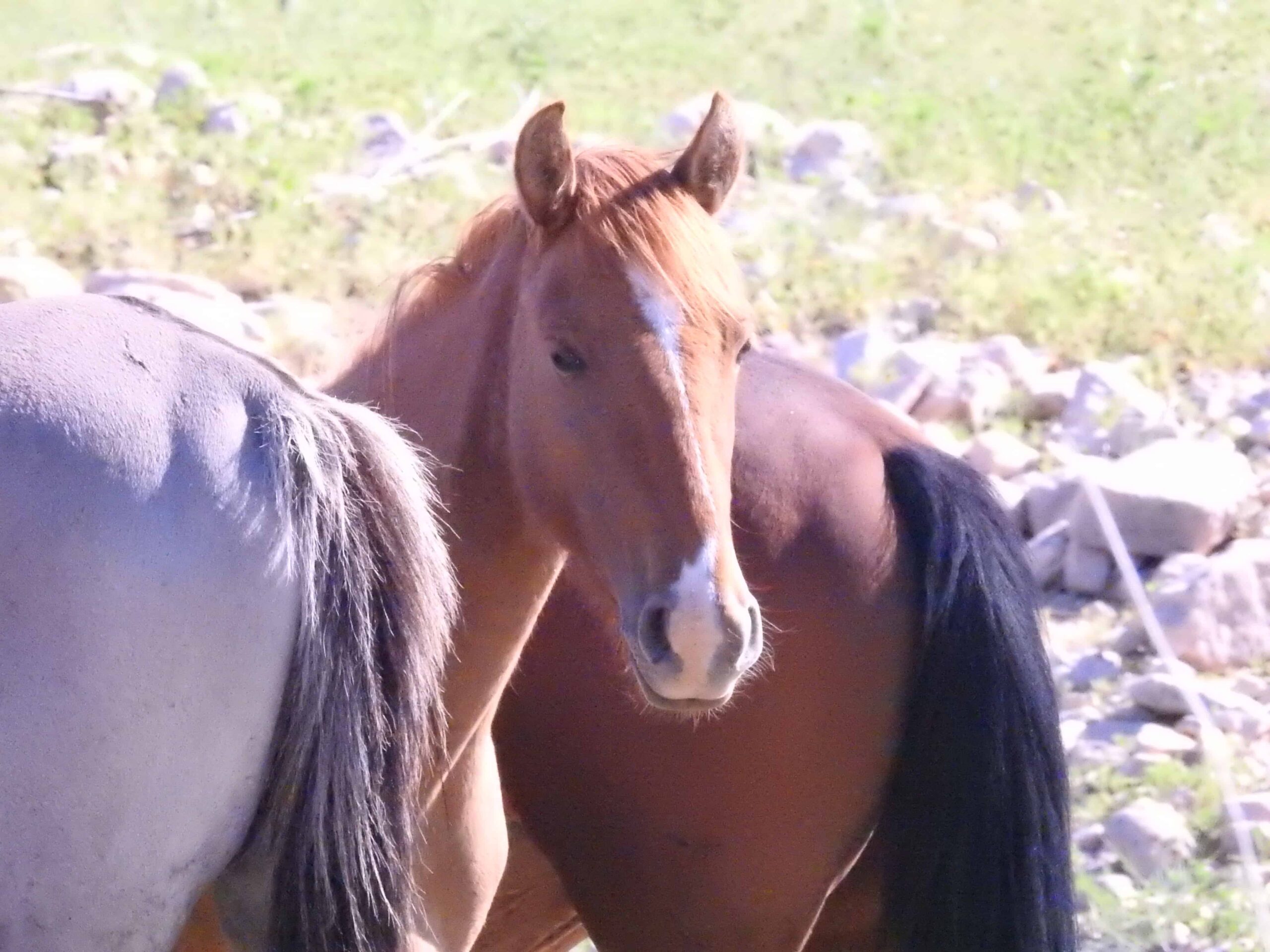  Pryor Mountain Wild Horses– Wild Mustang Center
