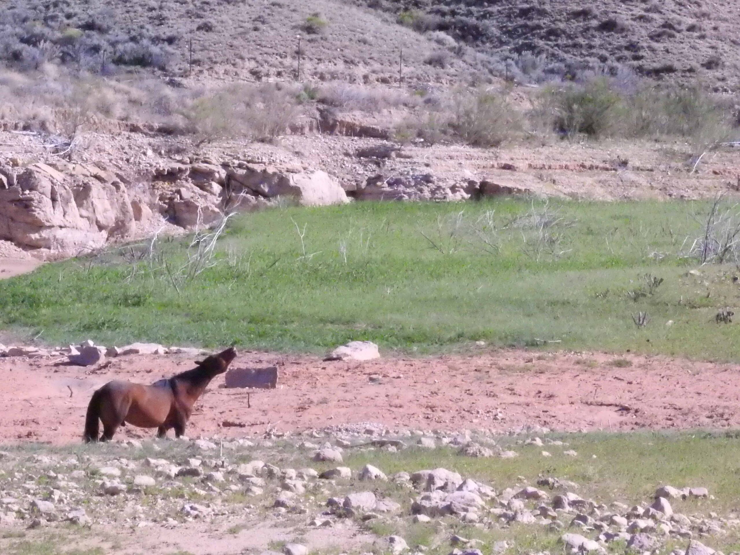  Pryor Mountain Wild Horses– Wild Mustang Center